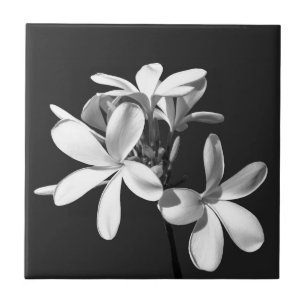 Carreau Plumeria blanche en pleine floraison