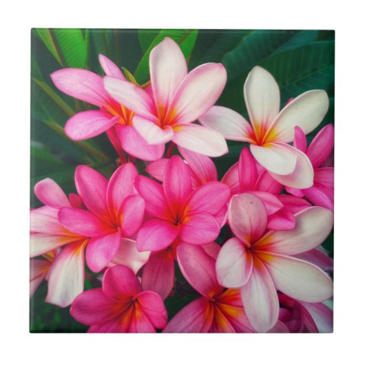 Carreau Plumeria rose Fleurs Hawaiian Nature (Devant)
