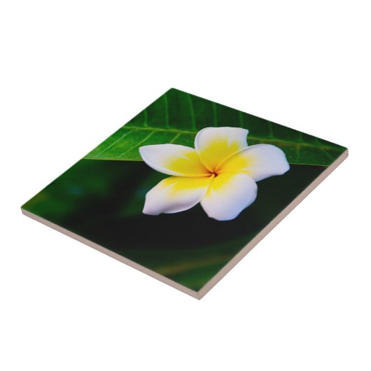 Carreau plumérie (Côté)