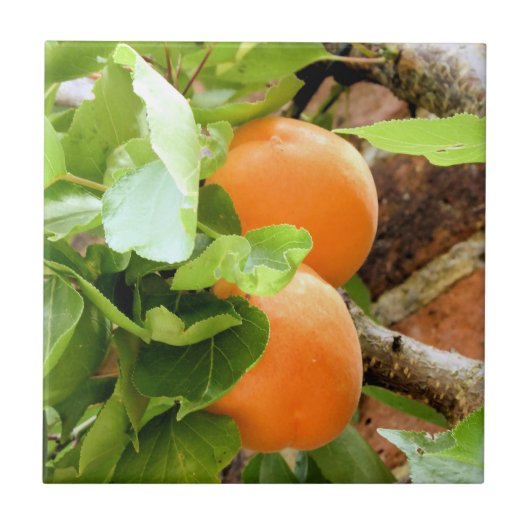 CARREAU PLUMES (Devant)