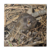 Carreau Pocket Gopher (Devant)