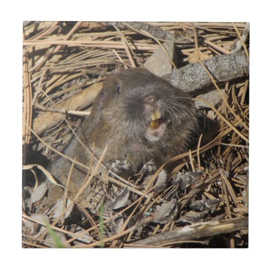 Carreau Pocket Gopher (Devant)