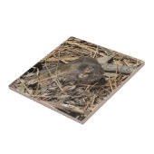 Carreau Pocket Gopher (Côté)