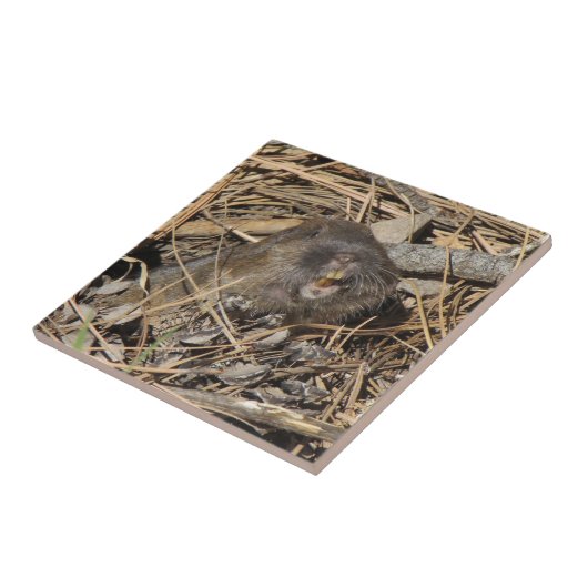 Carreau Pocket Gopher (Côté)