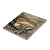 Carreau Poil de musculation (Côté)