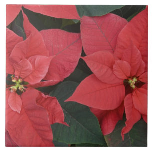 Carreau Poinsettia rouge détail (Euphorbia pulcherrima)