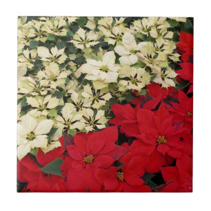 Carreau Poinsettias blanches et rouges I Holiday Floral