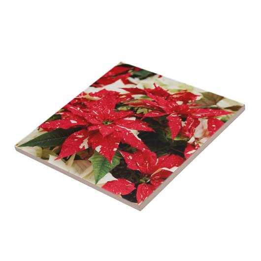 Carreau Poinsettias Festive Rouge Blanc Floral (Côté)