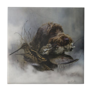 Carreau Pointeur à poils durs Griffon, Chasse à la bécasse