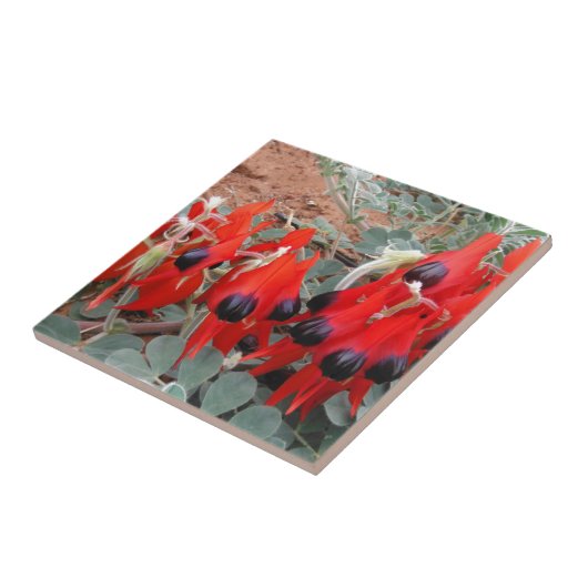 Carreau pois de désert de sturt (Côté)