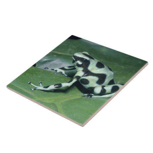 Carreau Poison Dart Frog, (Dendrobates auratus) Cahuita (Côté)