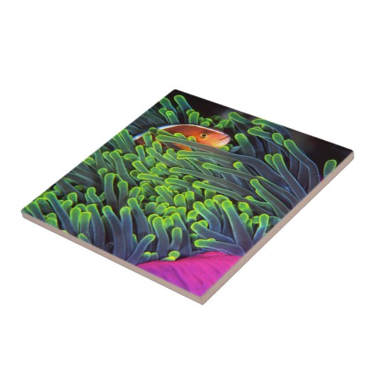 Carreau Poisson Anémonique Caché En Anémone, Mozambique 2 (Côté)