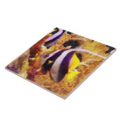 Carreau Poisson-ange rayé noir et blanc (Côté)