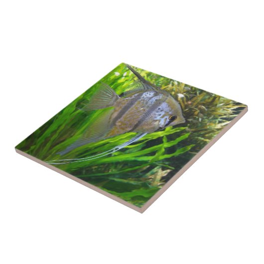 Carreau Poisson Angel (Côté)