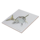 Carreau Poisson-chat de mer de Tete (seemanni de (Côté)