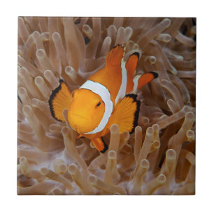Carreau Poisson-clown - Molokai, falaise de la côte nord