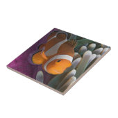 Carreau Poisson clown occidental (Côté)