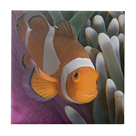 Carreau Poisson d'anémone clown occidental (Devant)