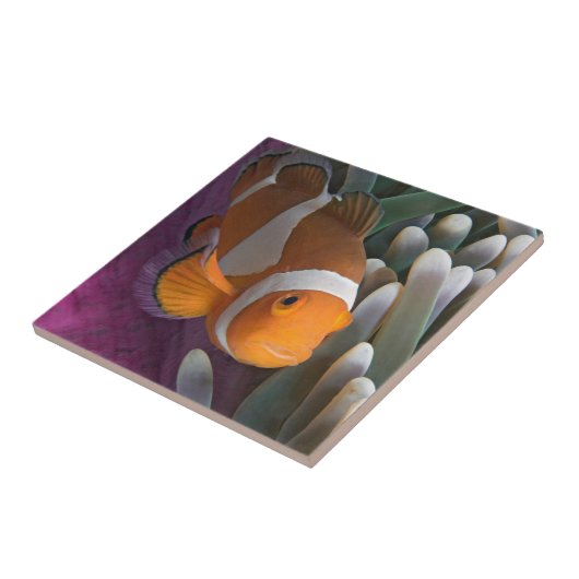 Carreau Poisson d'anémone clown occidental (Côté)