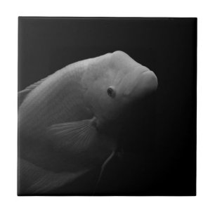 Carreau Poisson dans un réservoir - Photographie d'art no