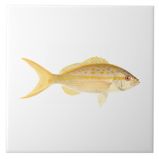 Carreau Poisson de récif corallien - Snapper à queue jaune (Devant)