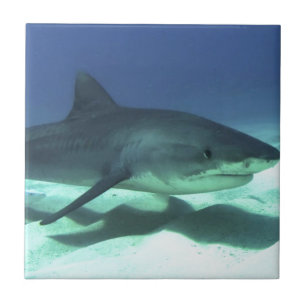 Carreau Poisson de requin Océan tropical Destin Cadeaux
