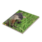 Carreau Poisson de trèfle (Côté)