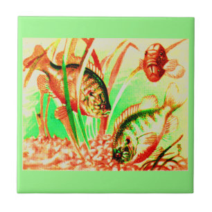 Carreau poisson d'eau douce