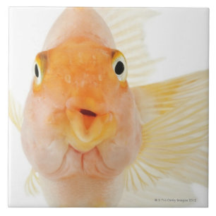 Carreau Poisson d'eau douce tropical