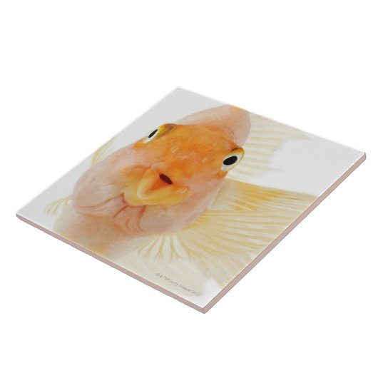 Carreau Poisson d'eau douce tropical (Côté)