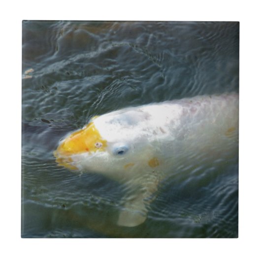Carreau Poisson D'Or Dans Le Lac (Devant)