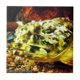 Carreau Poisson-roche