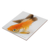 Carreau Poisson rouge (auratus de Carassius) (Côté)