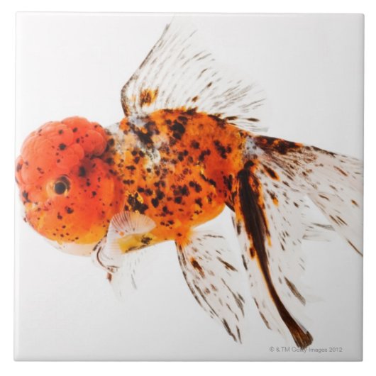 Carreau Poisson rouge de lionhead de calicot (auratus de (Devant)