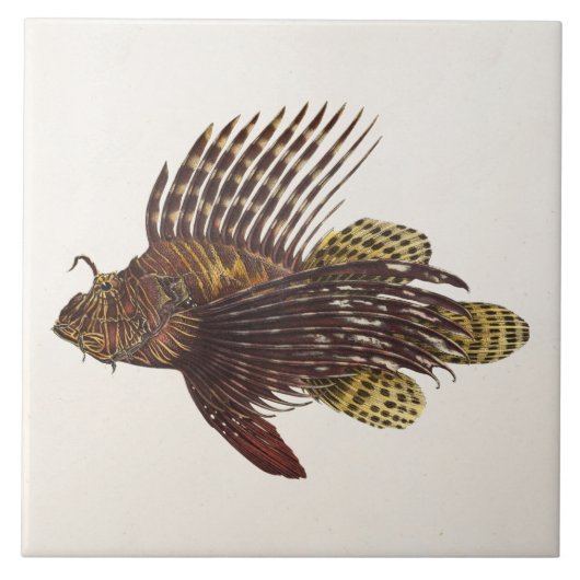 Carreau Poissons 1905 de lion de rascasse de Lionfish de (Devant)