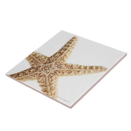 Carreau Poissons d'étoile (Côté)