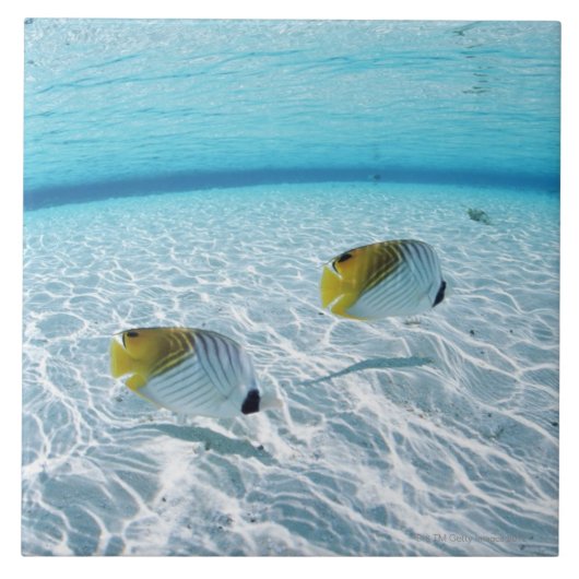 Carreau Poissons en mer 2 (Devant)