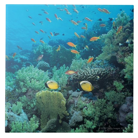 Carreau Poissons tropicaux nageant au-dessus du récif (Devant)