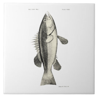 Carreau Poissons vintages de NZ de la Science - Hapuku