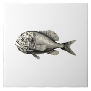 Carreau Poissons vintages de NZ de la Science - Roughy