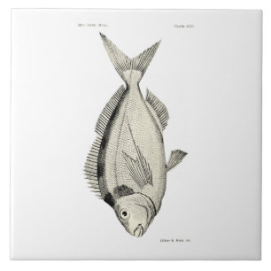 Carreau Poissons vintages Tarakihi de NZ de la Science