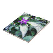 Carreau Poivre ornemental Fleur pourpre (Côté)