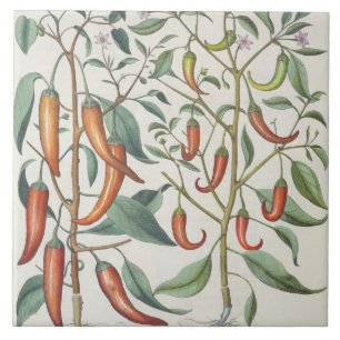 Carreau Poivrons : longum de maximum de 1.Piper Indicum ;