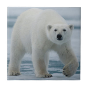 Carreau Polar Bear, Ursus Maritimus, Adult
