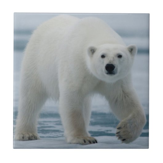 Carreau Polar Bear, Ursus Maritimus, Adult (Devant)