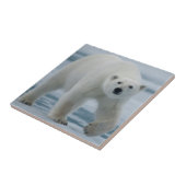 Carreau Polar Bear, Ursus Maritimus, Adult (Côté)