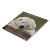 Carreau PolarBear 001 (Côté)
