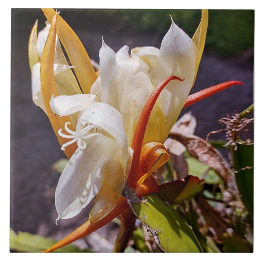 CARREAU POLYNISIEN DRAGON CACTUS BLOC DE NUIT (Devant)
