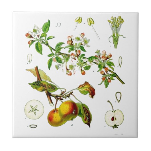 Carreau Pomme (Devant)