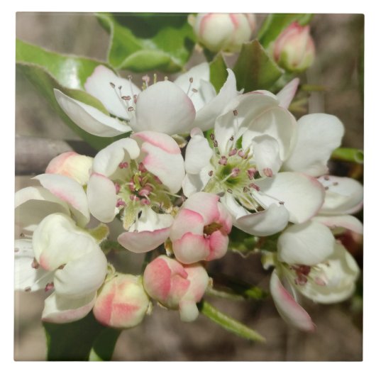 Carreau Pomme bourre fleur (Devant)